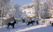 Lipizzanerheimat - Steirische Rucksackdörfer