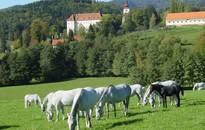 Lipizzanerheimat - Steirische Rucksackdörfer