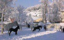 Lipizzanerheimat - Steirische Rucksackdörfer