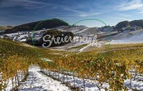 Weststeiermark - Schilcherregion