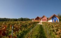 Ausblick Weingärten